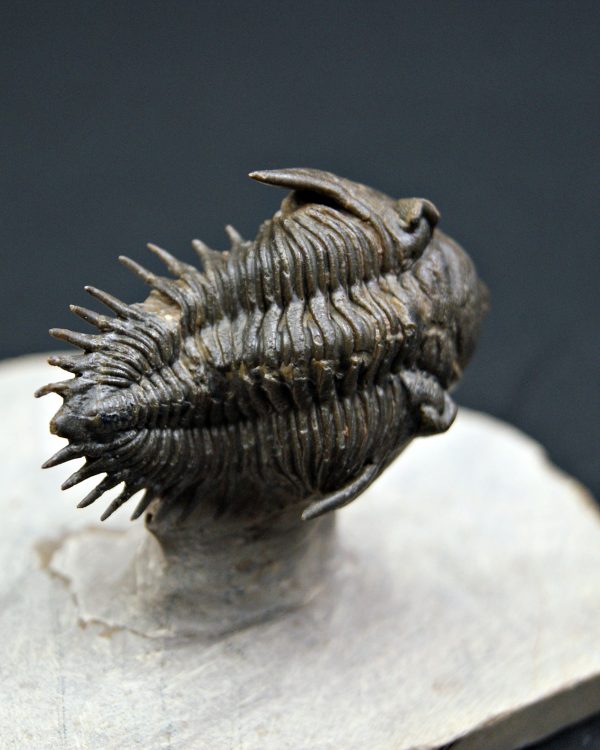 Trilobite Metacanthina en vuelo