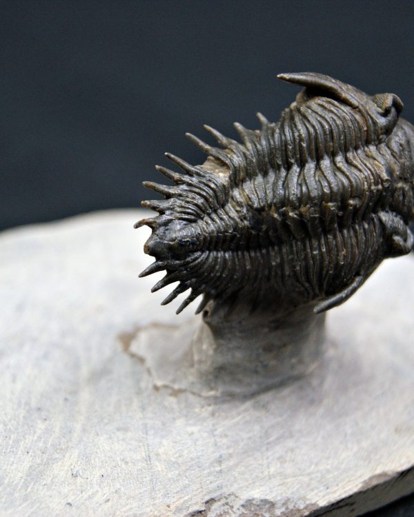 Trilobite Metacanthina en vuelo