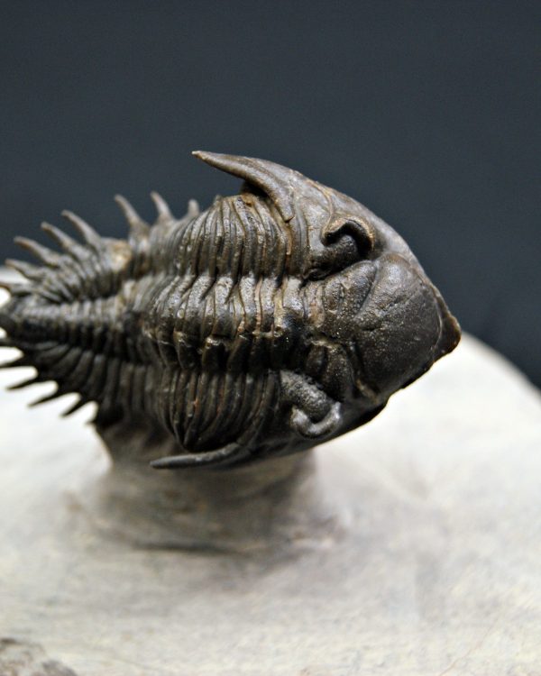 Trilobite Metacanthina en vuelo