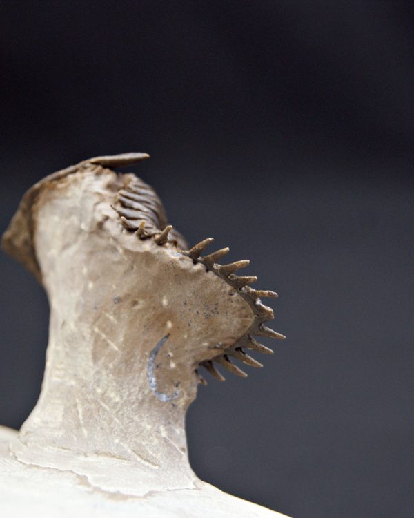 Trilobite Metacanthina en vuelo