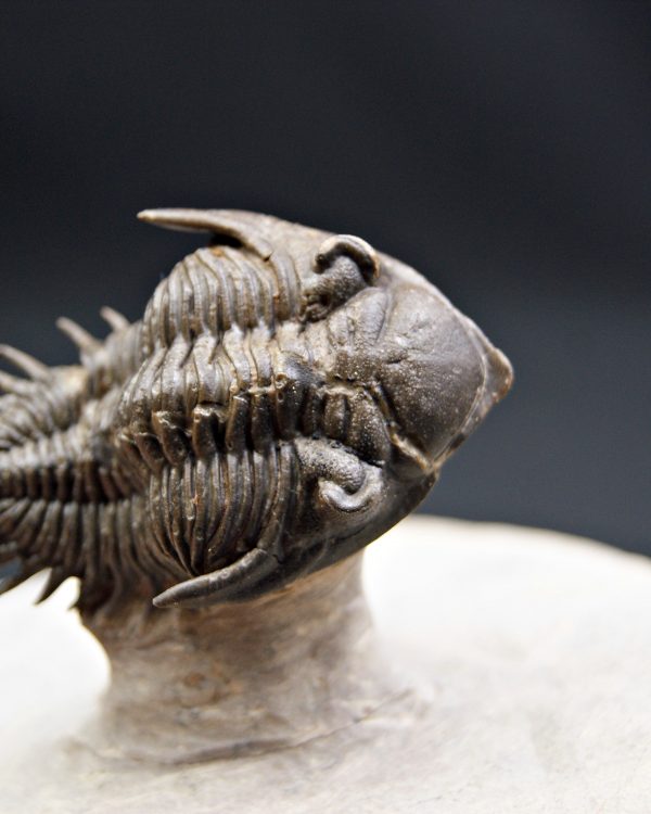 Trilobite Metacanthina en vuelo