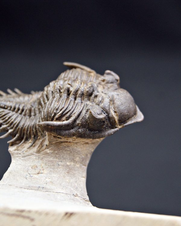 Trilobite Metacanthina en vuelo