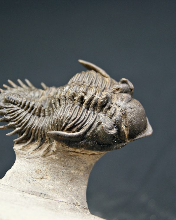 Trilobite Metacanthina en vuelo