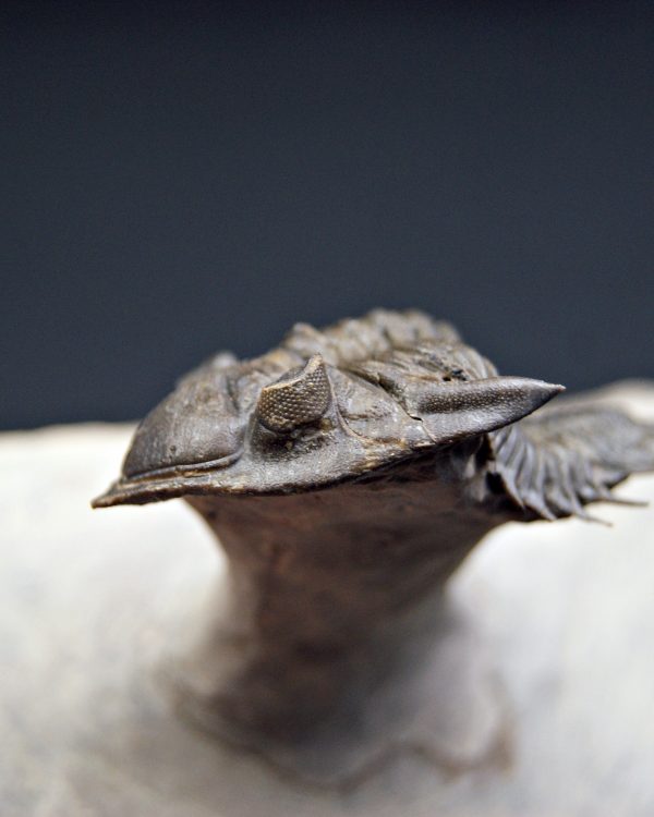 Trilobite Metacanthina en vuelo