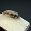 Trilobite Metacanthina