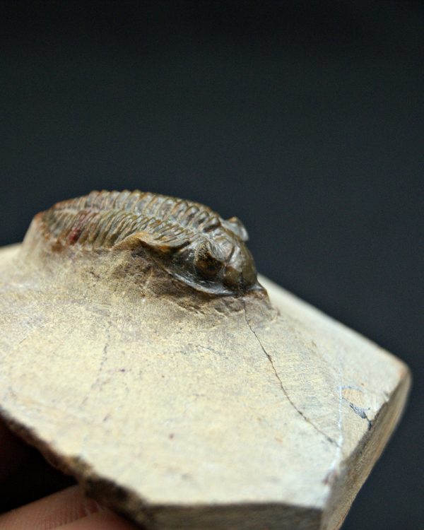 Trilobite Metacanthina