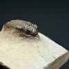Trilobite Metacanthina