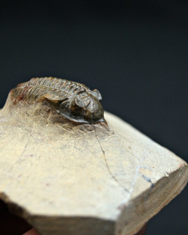 Trilobite Metacanthina