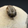 Trilobite Metacanthina