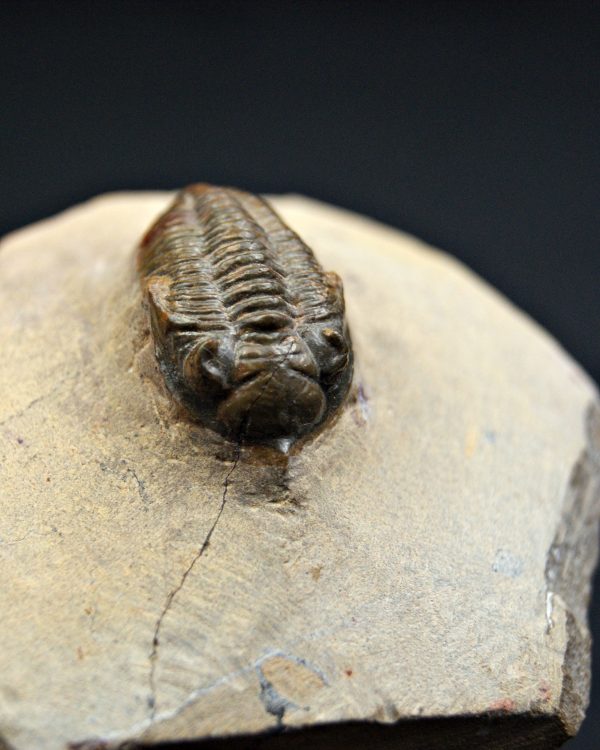 Trilobite Metacanthina