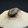 Trilobite Metacanthina