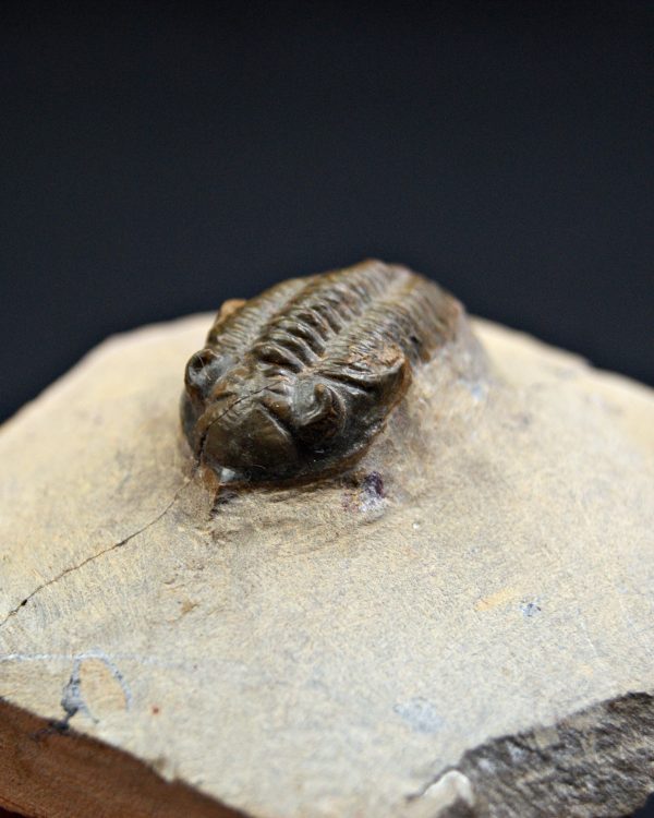 Trilobite Metacanthina