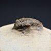Trilobite Metacanthina