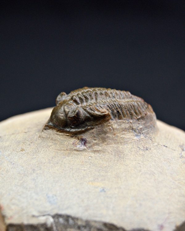 Trilobite Metacanthina