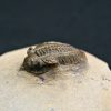 Trilobite Metacanthina