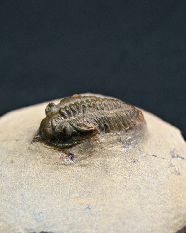 Trilobite Metacanthina