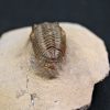 Trilobite Metacanthina