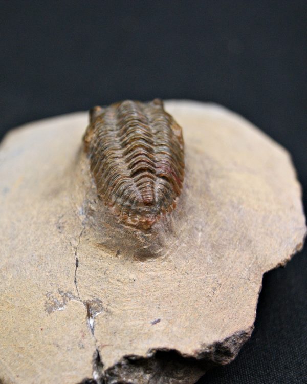 Trilobite Metacanthina