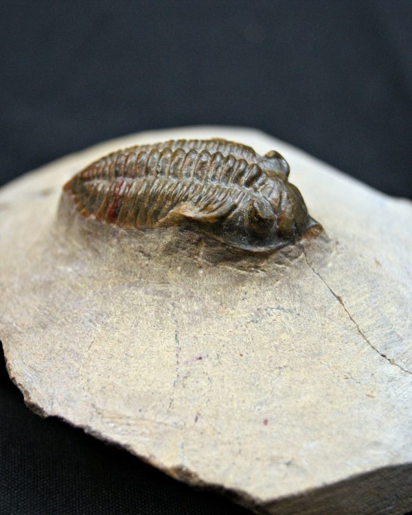 Trilobite Metacanthina