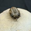 Trilobite Metacanthina