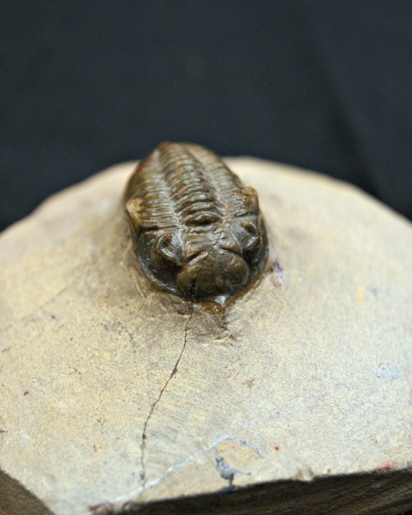 Trilobite Metacanthina