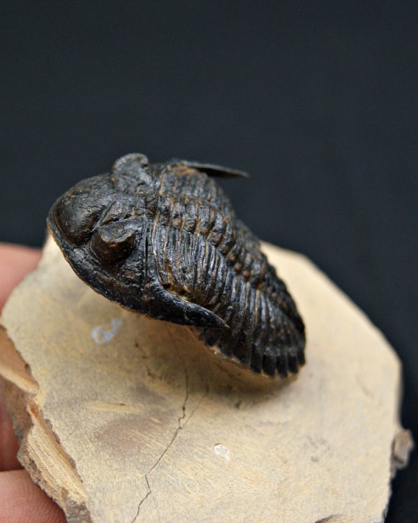 SONY DSC Trilobite Hollardops mesocristata