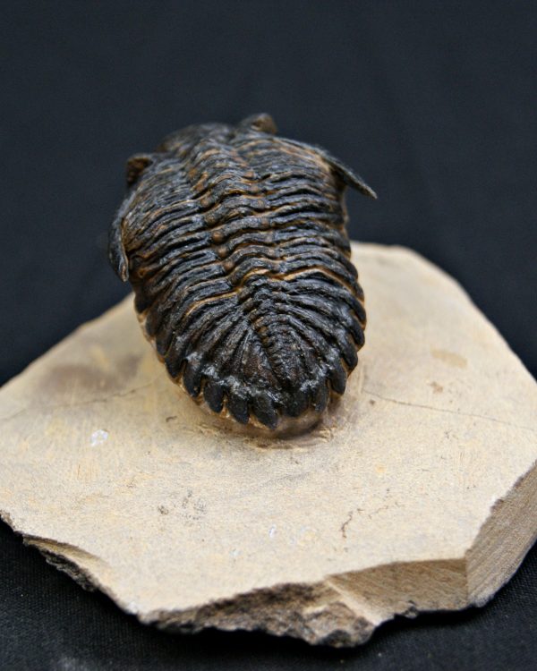 SONY DSC Trilobite Hollardops mesocristata