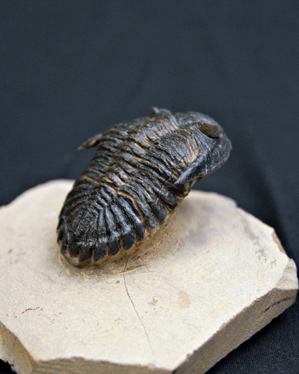 SONY DSC Trilobite Hollardops mesocristata