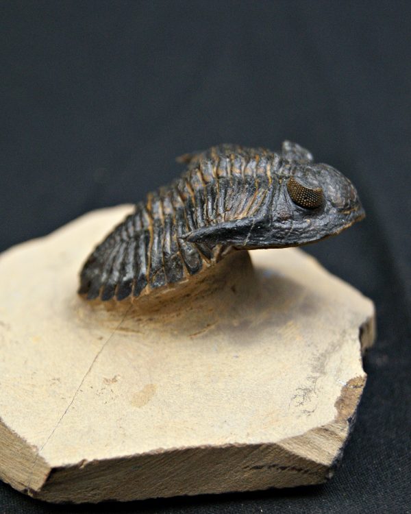 SONY DSC Trilobite Hollardops mesocristata