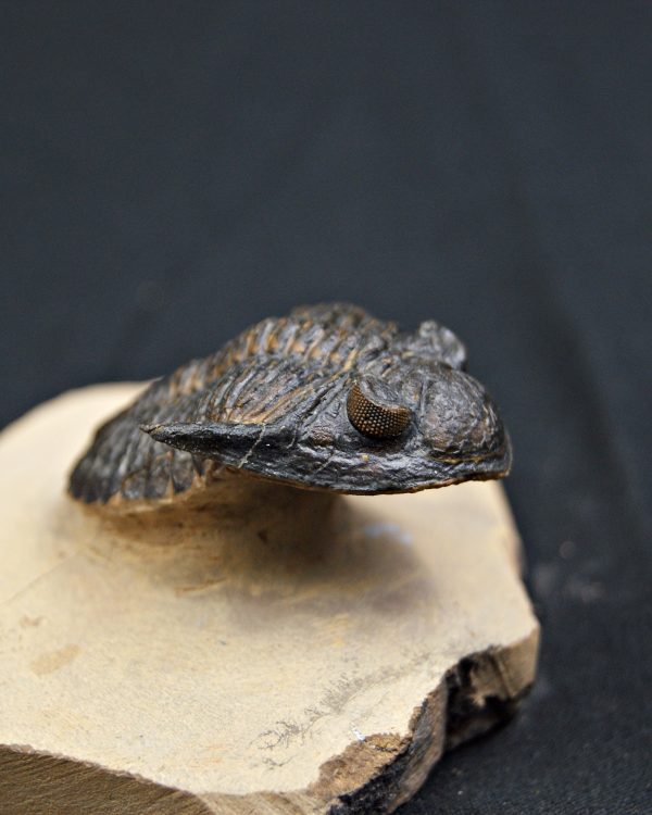 SONY DSC Trilobite Hollardops mesocristata