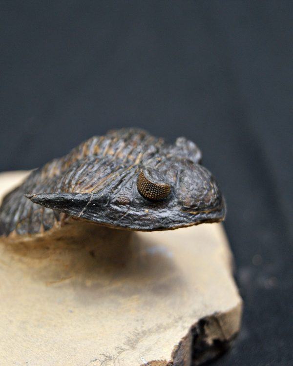 SONY DSC Trilobite Hollardops mesocristata