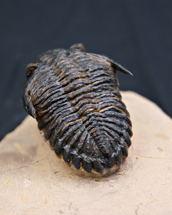 SONY DSC Trilobite Hollardops mesocristata