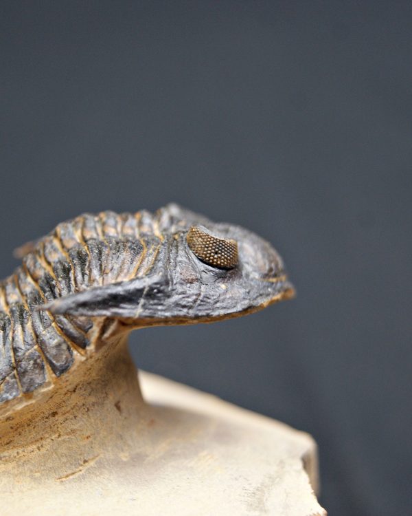 SONY DSC Trilobite Hollardops mesocristata