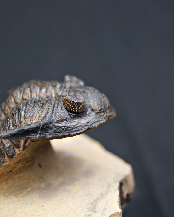 SONY DSC Trilobite Hollardops mesocristata