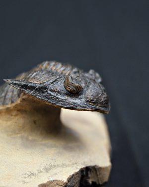 Trilobite Hollardops mesocristata