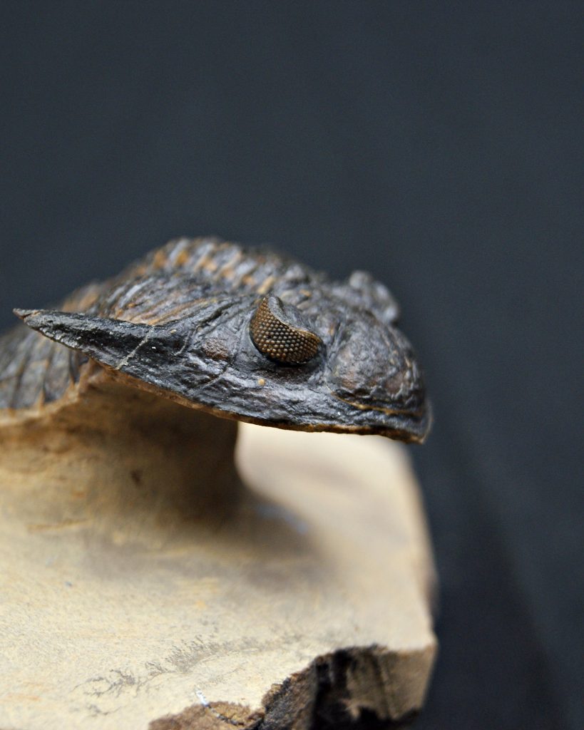 Trilobite Hollardops mesocristata