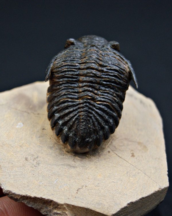 SONY DSC Trilobite Hollardops mesocristata