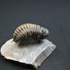 Trilobite Crotalocephalus gibbus