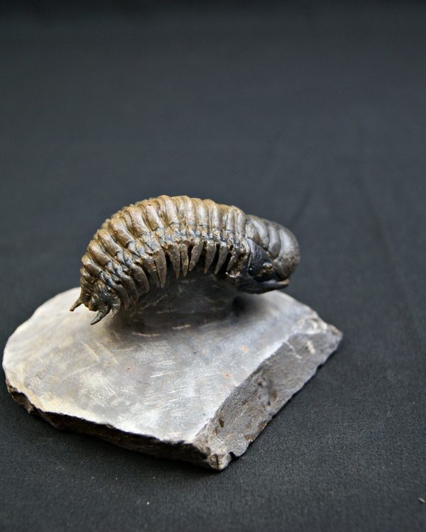 Trilobite Crotalocephalus gibbus