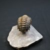 Trilobite Crotalocephalus gibbus