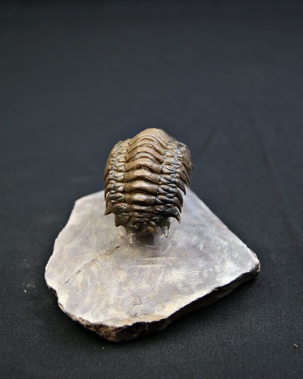 Trilobite Crotalocephalus gibbus