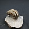 Trilobite Crotalocephalus gibbus