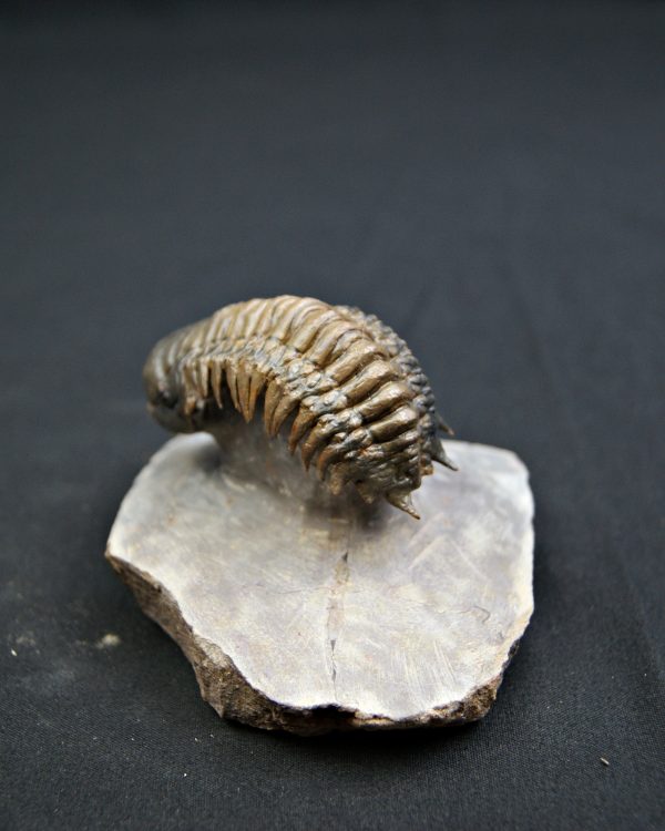 Trilobite Crotalocephalus gibbus