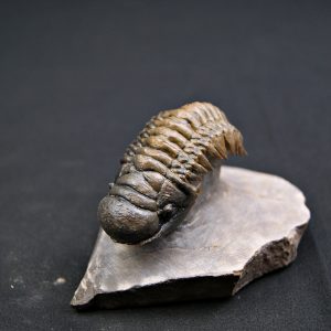 Trilobite Crotalocephalus gibbus