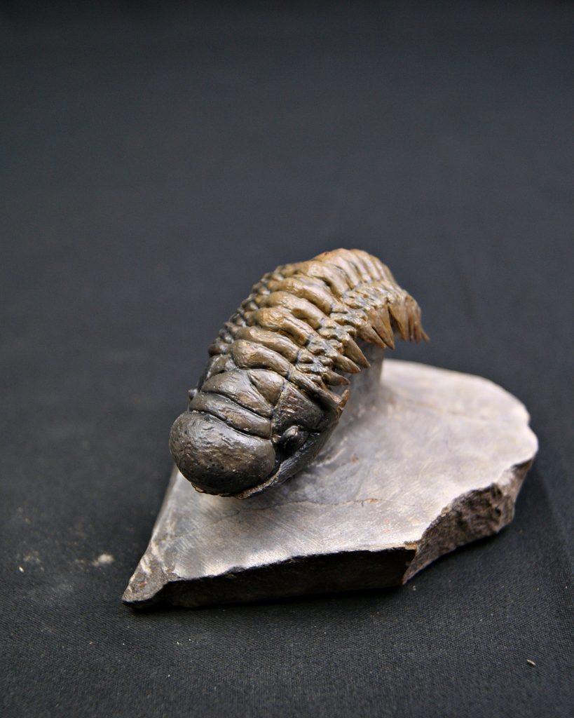 Trilobite Crotalocephalus gibbus