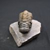 Trilobite Crotalocephalus gibbus