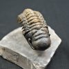 Trilobite Crotalocephalus gibbus