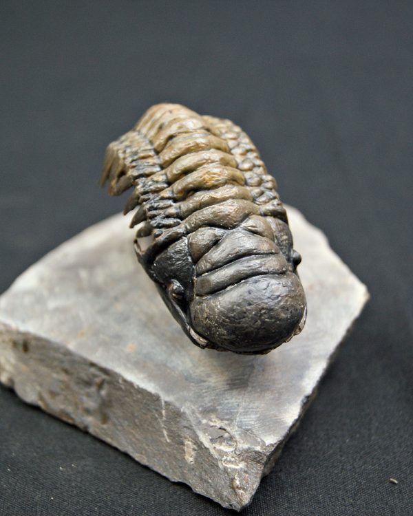 Trilobite Crotalocephalus gibbus