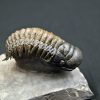 Trilobite Crotalocephalus gibbus