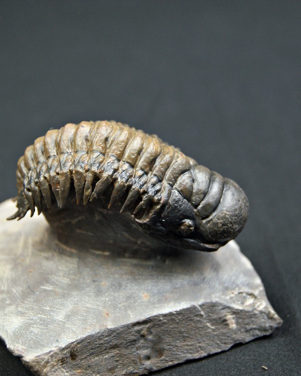 Trilobite Crotalocephalus gibbus